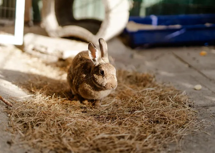 Casa vacanze Am Hof 4 *